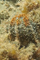 Sea star fighting silt