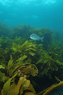 Snapper in Kelp Forest