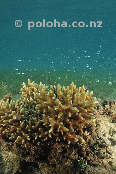 Juvenile coral reef fish hovering over their hiding place