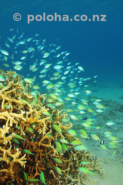 Colourful fish inhabiting coral tree