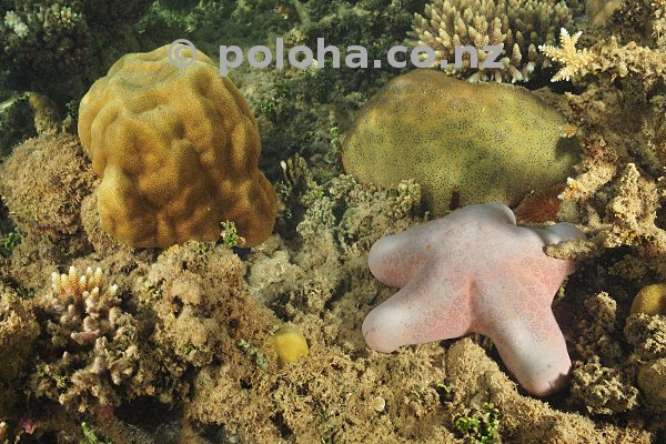 Play Dough-like Life Forms of Pacific