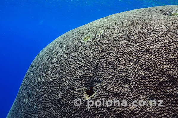 Large block of coral in ambient light with blue sea in the background Large block of coral in ambient light with blue sea in the background