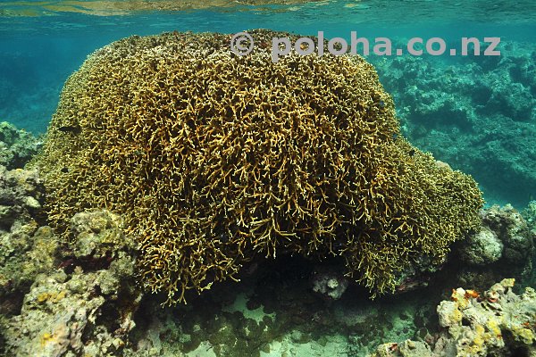 Coral block in shallow water around Vava'u islands, Pacific ocean