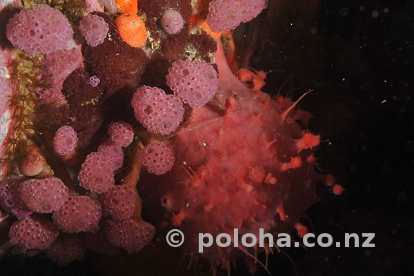 Pink golfball sponge and sea squirts / tunicates