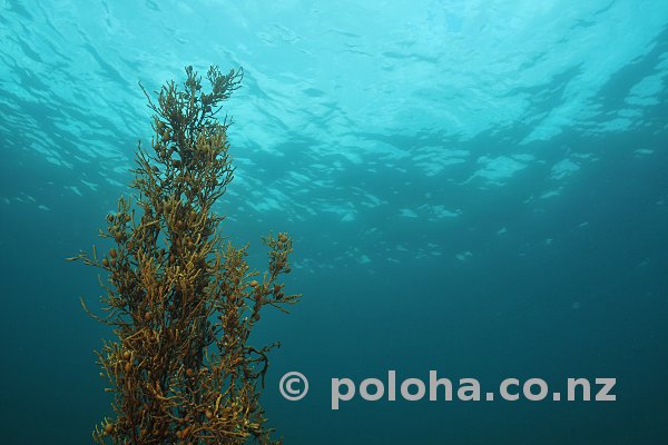 Brown algae with bubble-like floats reaching to surface Brown algae with bubble-like floats reaching to surface