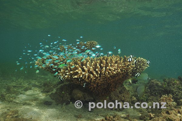 Cloud of coral fish inhabiting coral block in shallow murky bay