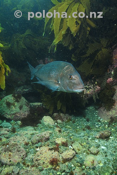 Australasian snapper Pagrus auratus above rocky bottom