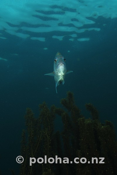 Australasian snapper Pagrus auratus hovering above algae covered reef