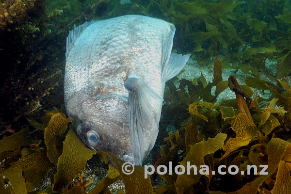 Corpse of big australasian snapper Pagrus auratus, this one known by divers as Scarface