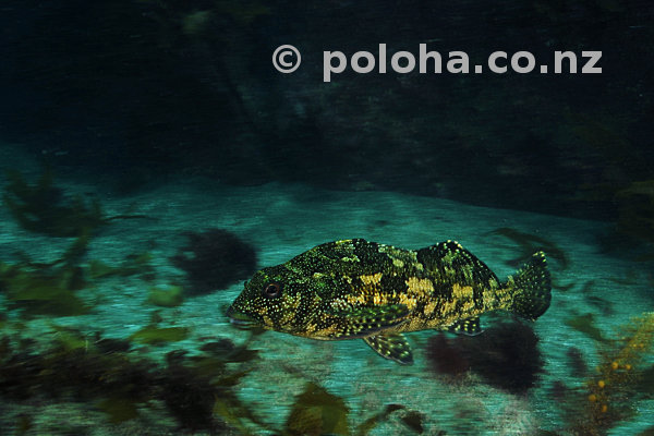 Eastern Kelpfish Chironemus marmoratus