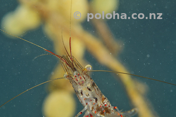 Common shrimp Palaemon affinis