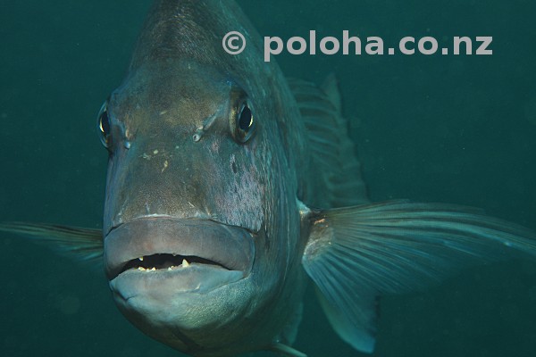 Face to face with australasian snapper Pagrus auratus