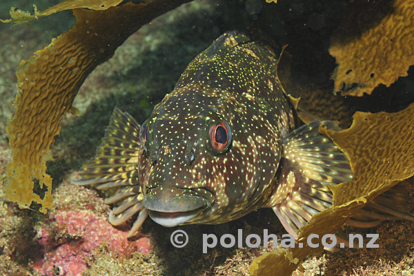 Eastern Kelpfish Chironemus marmoratus