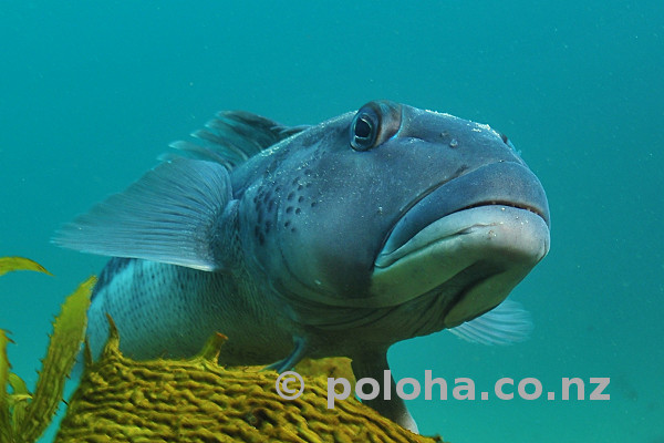 Blue cod Parapercis colias
