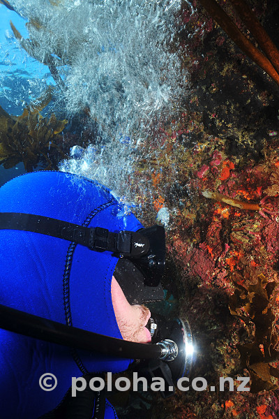 Diver observing colourful rocky wall under kelp forest canopy