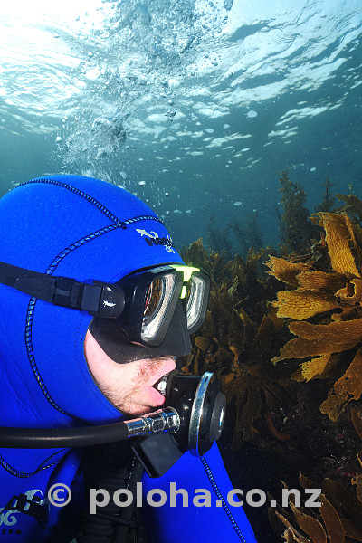 Scuba diver at kelp forest of Ecklonia radiata in shallow water