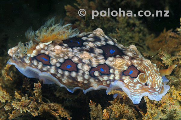 Dendrodoris denisoni (Dendrodoris gemmacea)