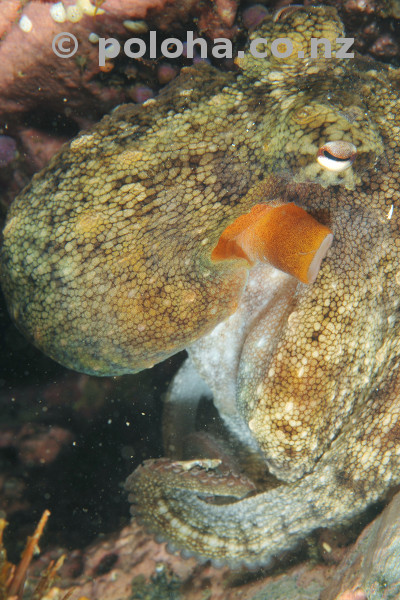 Common octopus Octopus gibbsi