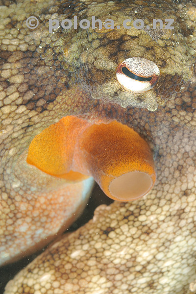 Detail of eye and siphon of common octopus Octopus gibbsi