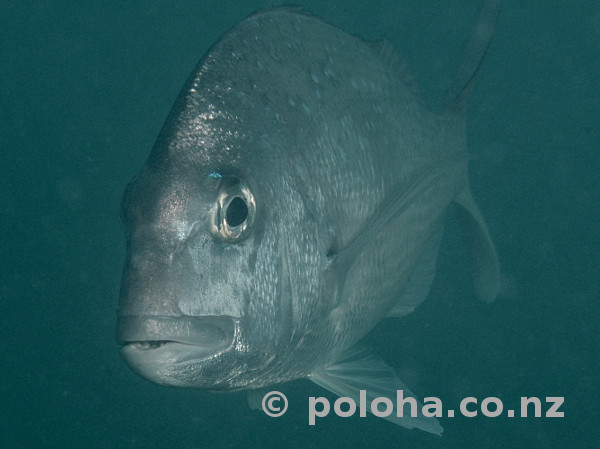 Australasian snapper coming out of gloom