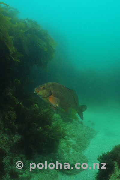 Red moki in gloom of kelp forest