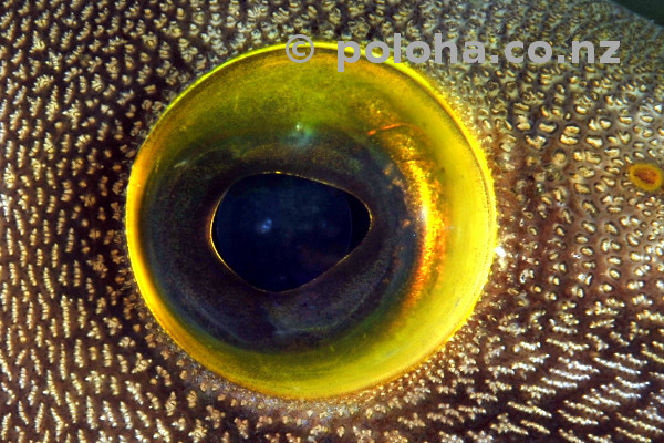Eye detail of young leatherjacket Eye detail of young leatherjacket