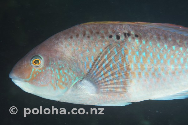 Stock Photo: Spotty wrasse (Notolabrus celidotus) in dark water
