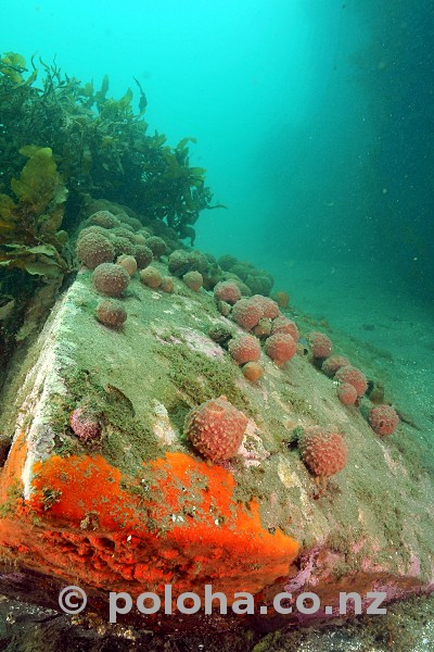 Stock Photo: Rock covered with encrusting, meatball and golfball sponges, sea weeds in background Stock Photo: Rock covered with encrusting, meatball and golfball sponges, sea weeds in background