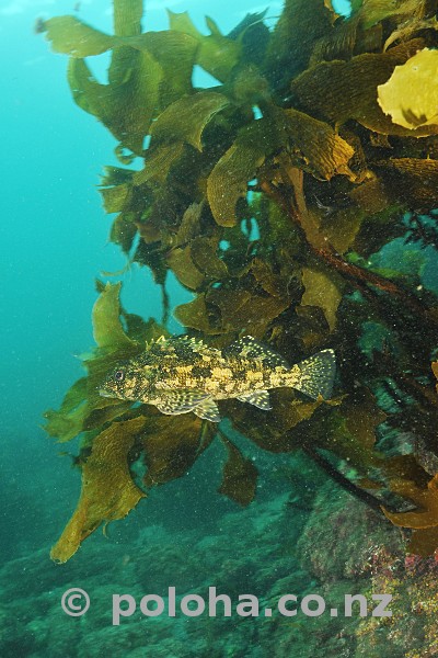 Stock Photo: Eastern Kelpfish Chironemus marmoratus cruising by