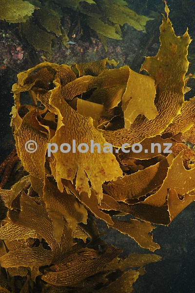 Brown kelp close-up Brown kelp close-up