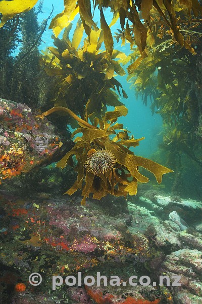 Stock Photo: Common urchin (Evechinus chloroticus, kina) grazing on kelp Stock Photo: Common urchin (Evechinus chloroticus, kina) grazing on kelp