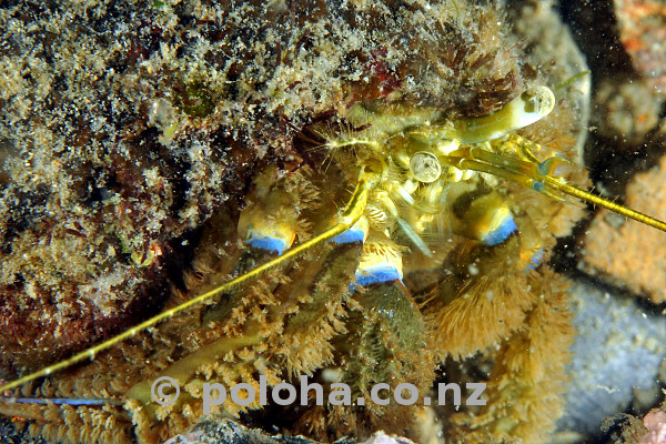 Hermit crab Pagurus novaezelandiae Hermit crab Pagurus novaezelandiae