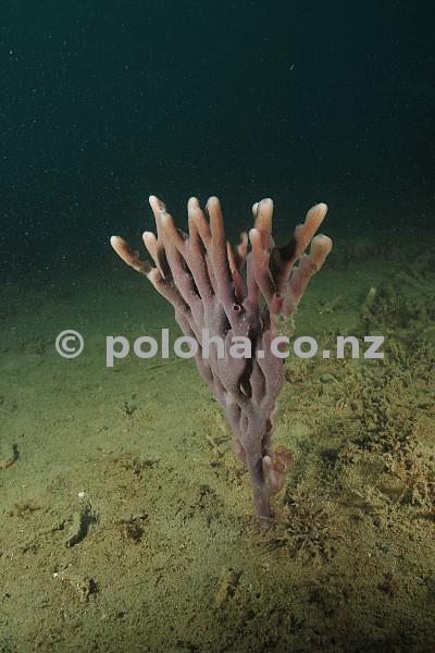 Stock Photo: Lonely purple finger sponge on silty bottom Stock Photo: Lonely purple finger sponge on silty bottom