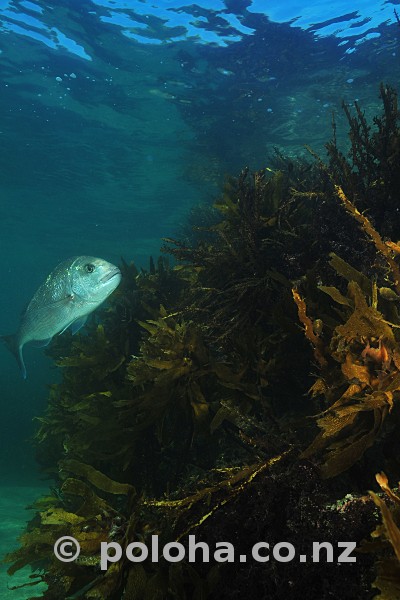 Stock Photo: Australasian snapper (Pagrus auratus) in shallow water kelp forest
