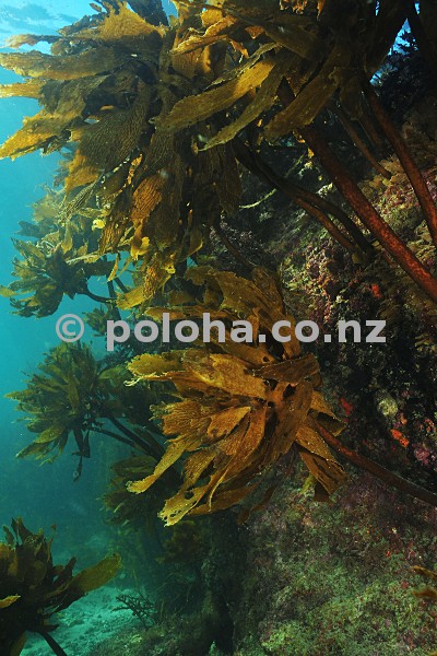 Stock Photo: Kelp forest of Ecklonia radiata on steep rocky reef