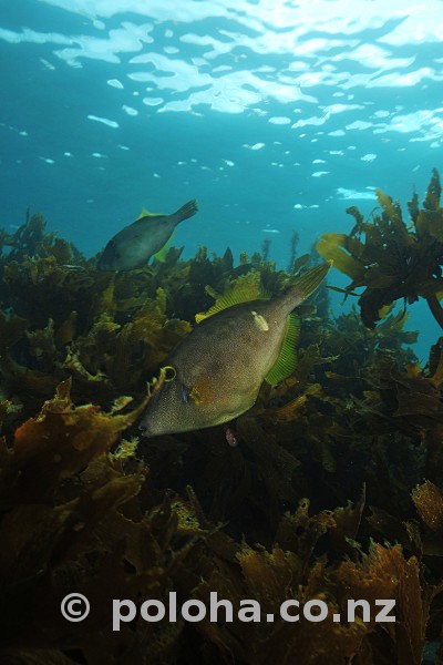 Stock Photo: Leatherjackets Parika scaber over kelp
