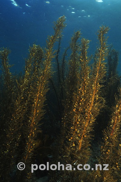 Stock Photo: Shallow water brown algae with bubble-like floats