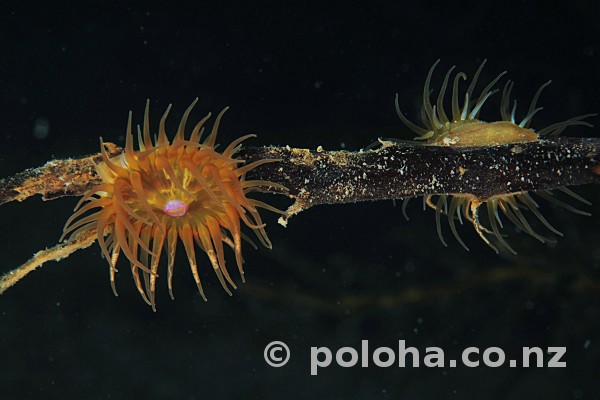 Stock Photo: Tiny anemones on brown algae Stock Photo: Tiny anemones on brown algae