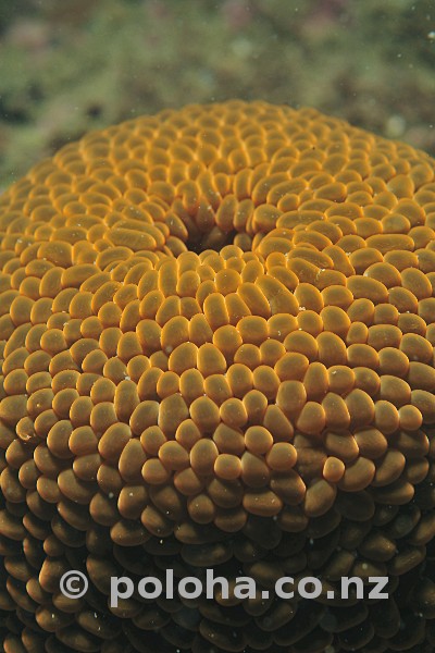 Stock Photo: Wandering anemone Phlyctenactis tuberculosa Stock Photo: Wandering anemone Phlyctenactis tuberculosa