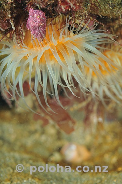 Stock Photo: White-tentacled anemone Actinothoe albocincta Stock Photo: White-tentacled anemone Actinothoe albocincta