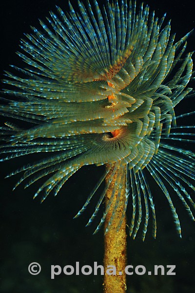 Stock Photo: Mediterranean fanworm Sabella spallanzanii Stock Photo: Mediterranean fanworm Sabella spallanzanii