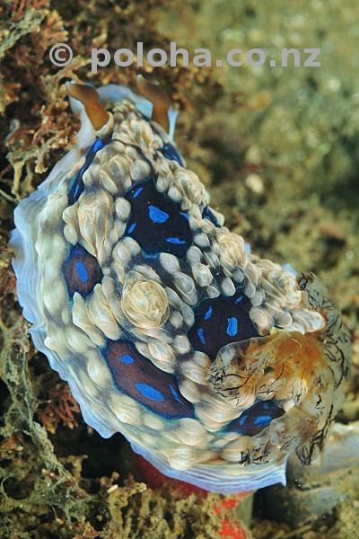Stock Photo: Gem doris (nudibranch) Dendrodoris gemmacea (D. dennisoni)