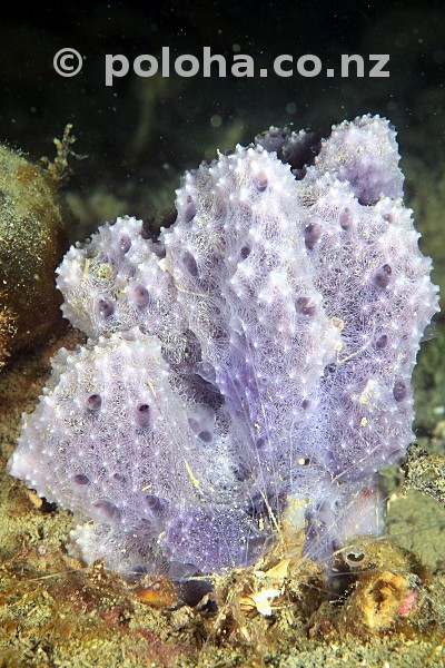 Stock Photo: Purple blue sponge with beautiful 3-D structure Stock Photo: Purple blue sponge with beautiful 3-D structure