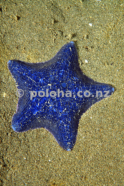 Stock Photo: Unusually bright blue cushion sea star Patiriella regularis Stock Photo: Unusually bright blue cushion sea star Patiriella regularis