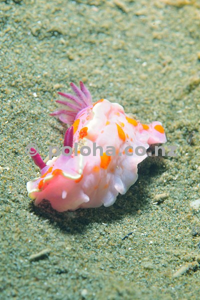 Clown doris (nudibranch) Ceratosoma amoena