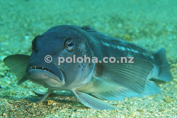 Blue cod Parapercis colias Blue cod Parapercis colias