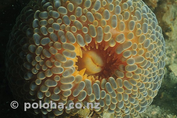 Wandering anemone Phlyctenactis tuberculosa Wandering anemone Phlyctenactis tuberculosa