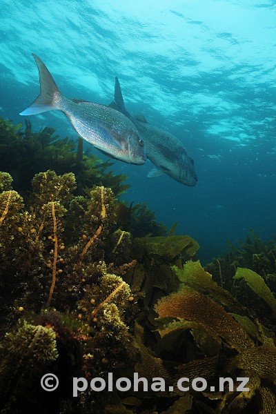 Stock Photo: Couple of snapper Pagrus auratus over kelp forest