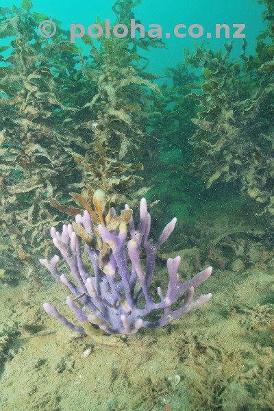 Stock Photo: Purple finger sponge tree