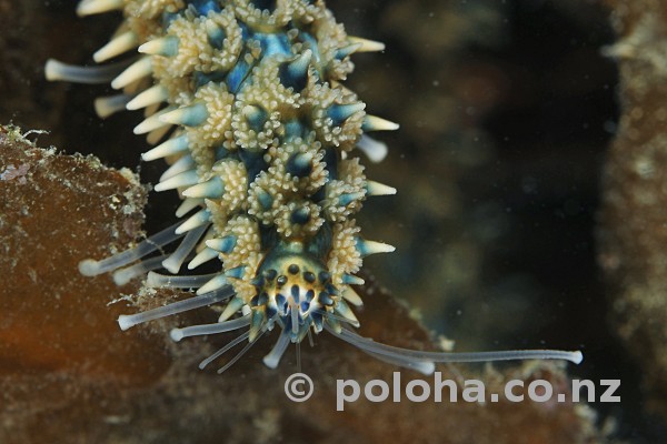 Stock Photo: Arm close-up of prickly eleven-armed sea star